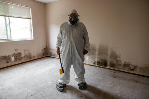 Best Residential Mold Remediation in Independence, OR